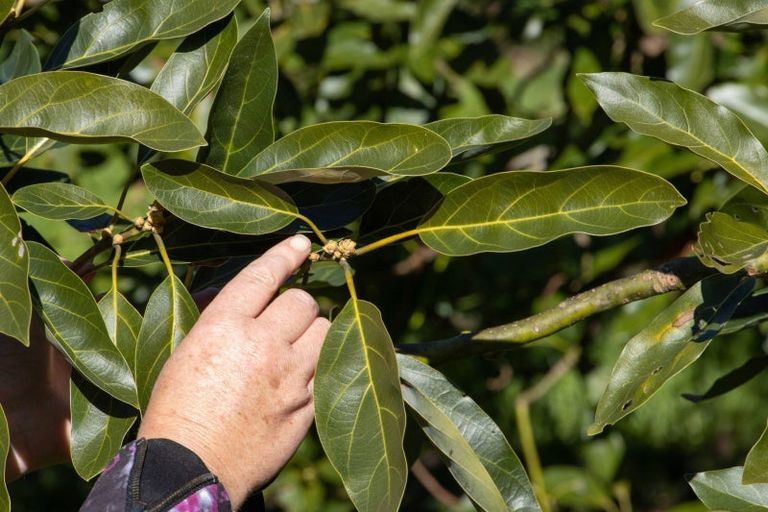 Photo of property in 231 Walford Road, Aongatete, Katikati, 3181