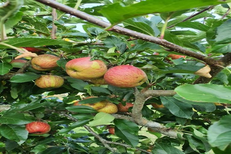 Photo of property in 345 Bedford Road, Te Kowhai, Hamilton, 3288