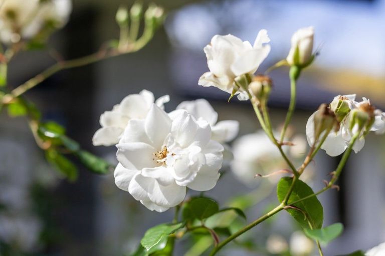 Photo of property in 14 Fiesta Grove, Raumati Beach, Paraparaumu, 5032