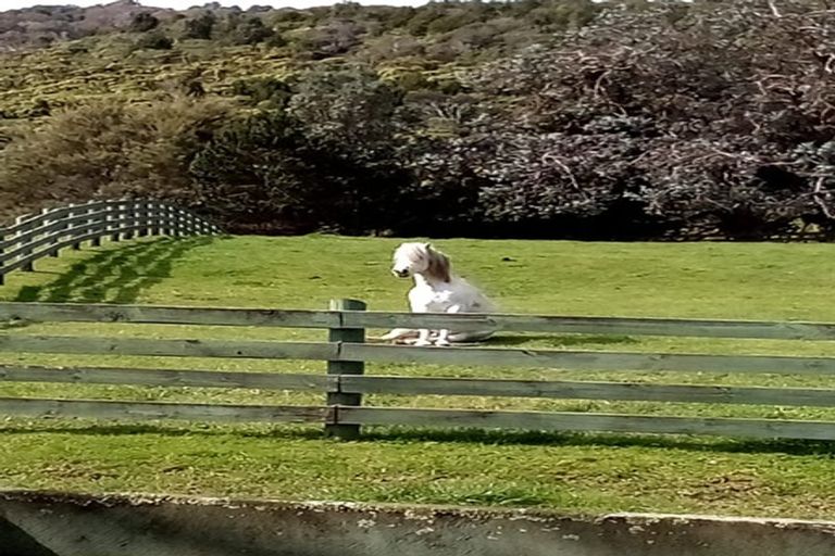 Photo of property in 200 Fraser Smith Road, Awakino, Mokau, 4376