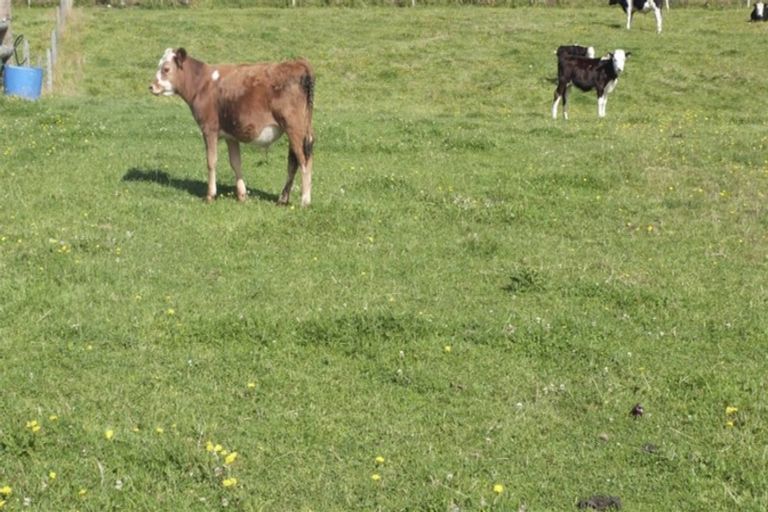 Photo of property in 66 Wilcox Road, Seaward Bush, Invercargill, 9871