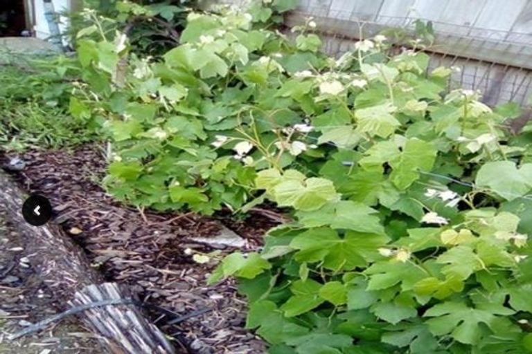 Photo of property in 2 Hobson Place, Takaro, Palmerston North, 4412