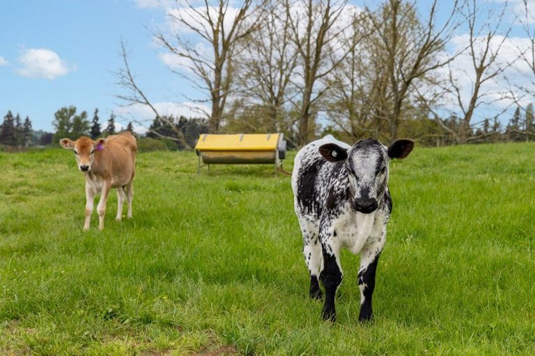 Photo of property in 4666 State Highway 1, Tokoroa, 3491