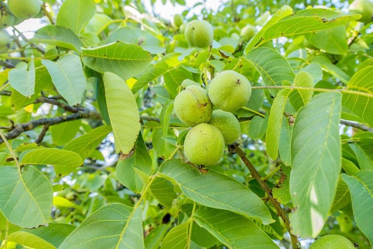 Photo of property in 178 Springston Rolleston Road, Rolleston, Christchurch, 7674