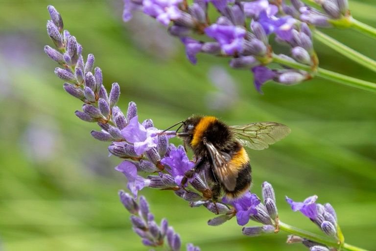 Photo of property in 10 Hammond Place, Witherlea, Blenheim, 7201