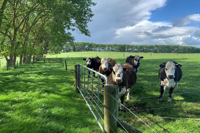 Photo of property in 418 Mangateparu Loop Road, Mangateparu, Morrinsville, 3375