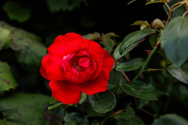 Photo of property in 118 Wiroa Road, Kerikeri, 0293