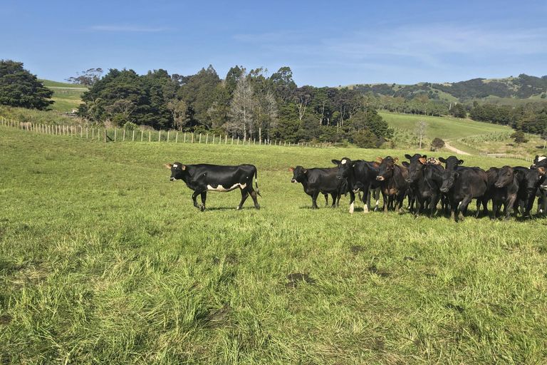 Photo of property in 81 Edgerley Road, Kaipara Flats, Warkworth, 0981