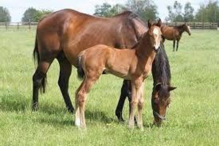 Photo of property in 695 Grasslands Drive, Cambridge, 3493