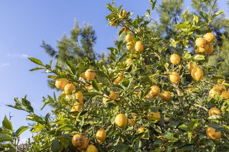 Photo of property in 45 Tui Road, Te Aroha, 3320