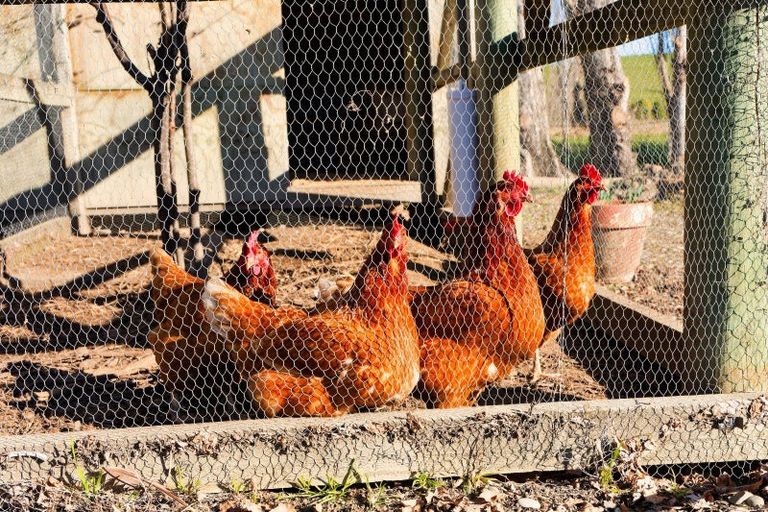 Photo of property in 22 Reeves Street, Cheviot, 7310