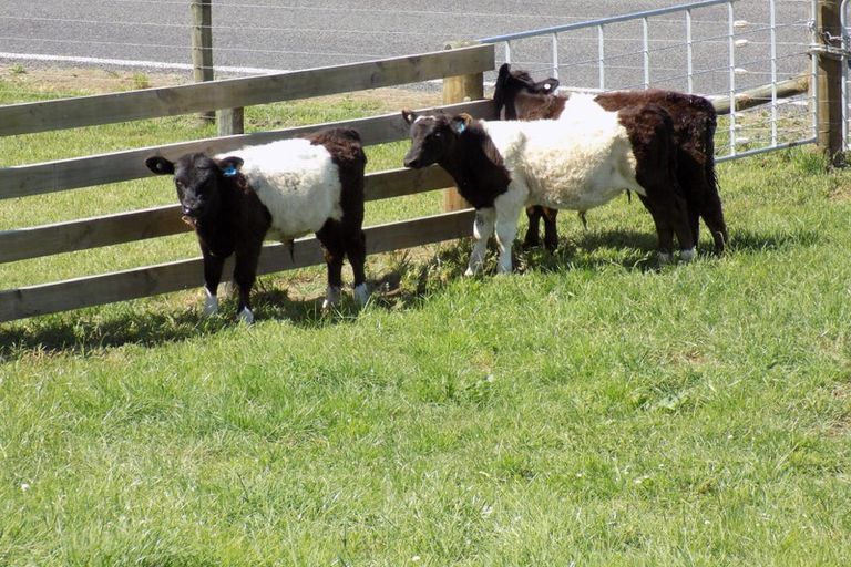 Photo of property in Whirinaki Valley Road, Ngakuru, Rotorua, 3077