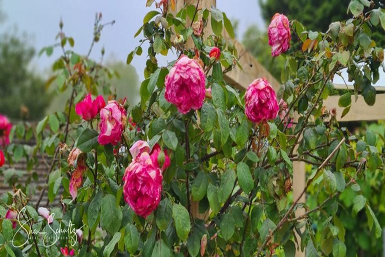 Photo of property in 10 Franklin Road, Paparoa, 0571