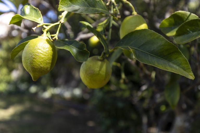 Photo of property in 77 Muller Road, Blenheim, 7201