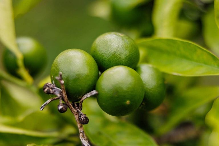 Photo of property in 118 Wiroa Road, Kerikeri, 0293