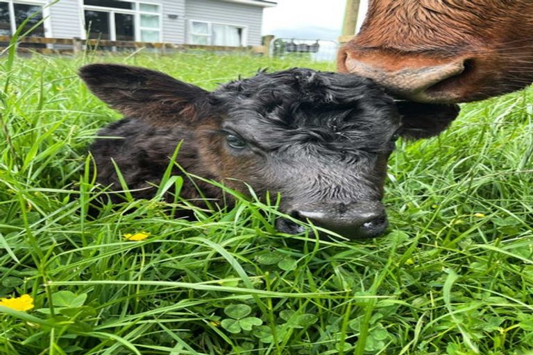 Photo of property in 78 Tamatarau Road, Tokomaru, Palmerston North, 4474