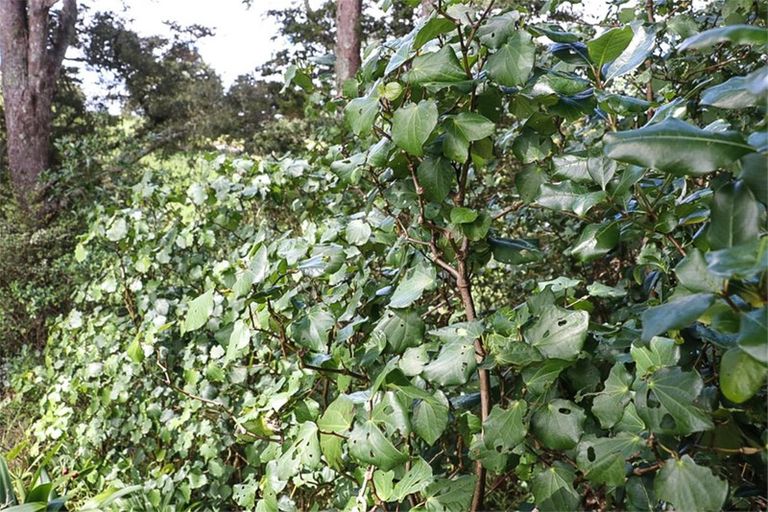 Photo of property in 397a Hupara Road, Pakaraka, Kaikohe, 0472