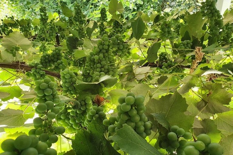 Photo of property in 261 Boucher Avenue, Te Puke, 3119