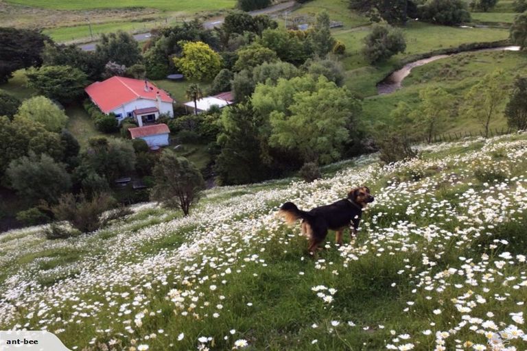 Photo of property in 100 Falloon Settlement Road, Kaituna, Masterton, 5888