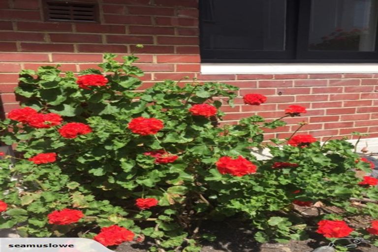 Photo of property in 1/5 Pitt Street, North Dunedin, Dunedin, 9016