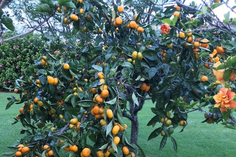 Photo of property in 4 Grierson Close, Hahei, Whitianga, 3591