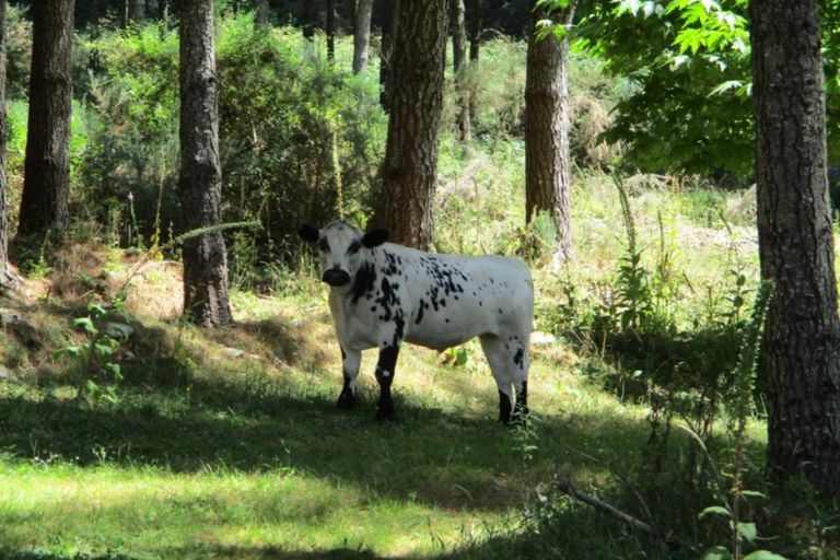 Photo of property in 122 Mossy Creek Road, Ikamatua, Totara Flat, 7871
