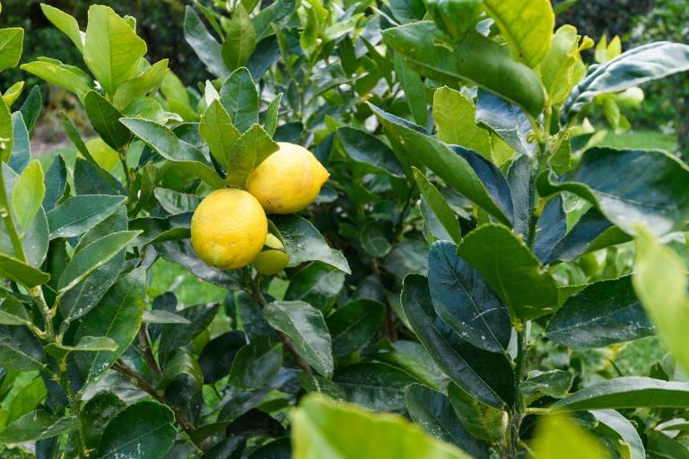 Photo of property in 21 Moonshine Valley Road, Aokautere, Palmerston North, 4471