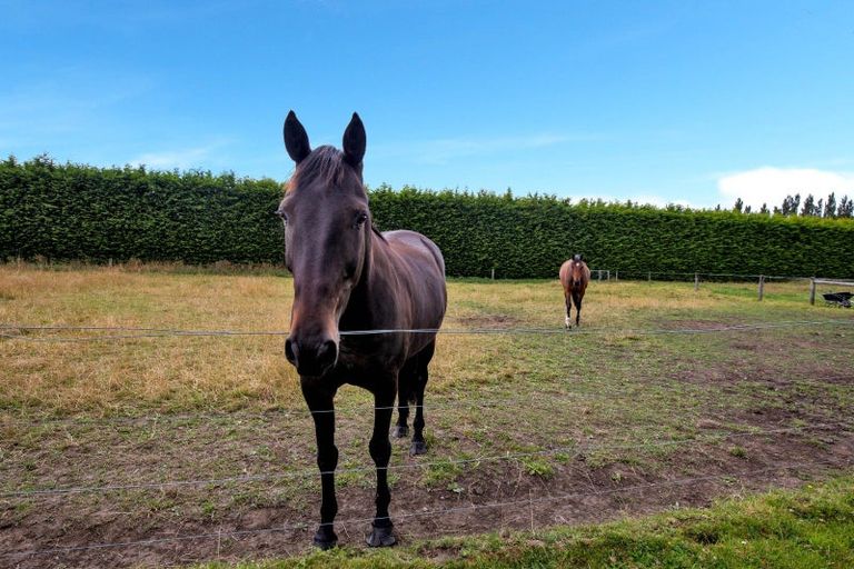 Photo of property in 241 Trices Road, Prebbleton, Christchurch, 7674