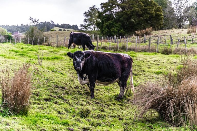 Photo of property in 690 Haruru Road, Kaukapakapa, 0873