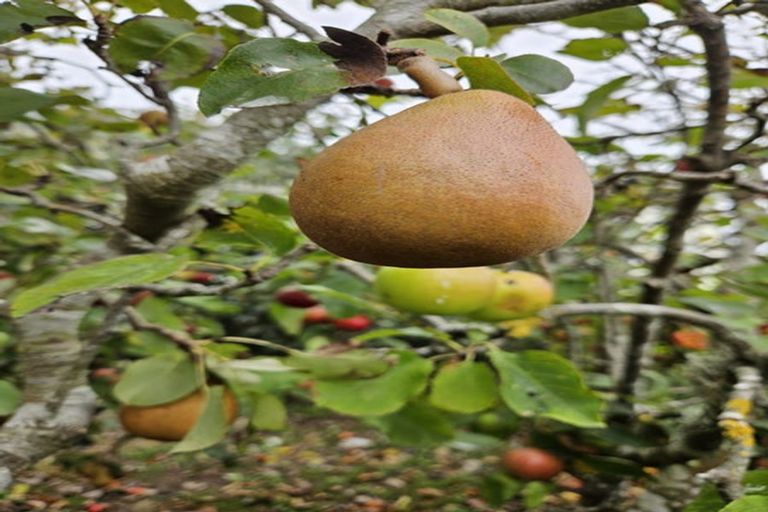 Photo of property in 42-44 Cheshire Street, Cannons Creek, Porirua, 5024