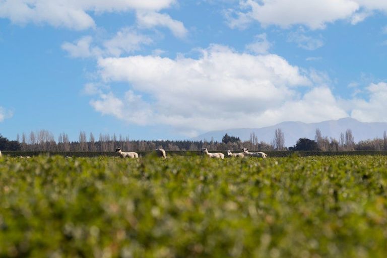 Photo of property in 197 Maindonalds Road, West Eyreton, 7475