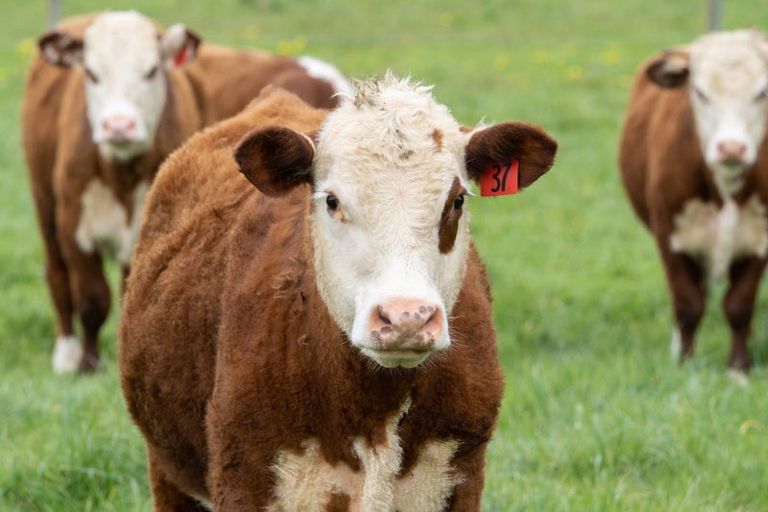 Photo of property in 181 Mitcham Road, Allenton, Ashburton, 7772