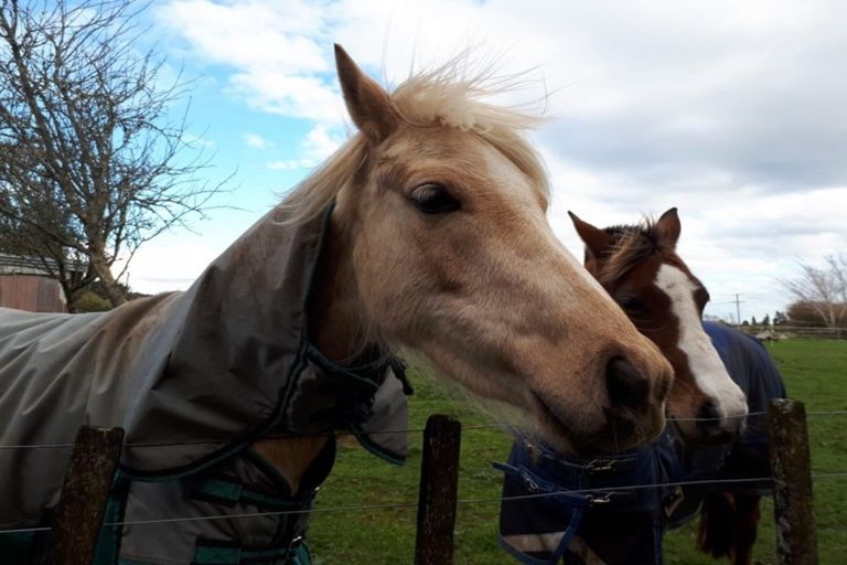 Photo of property in 1764 Egmont Road, Kaimiro, Inglewood, 4386