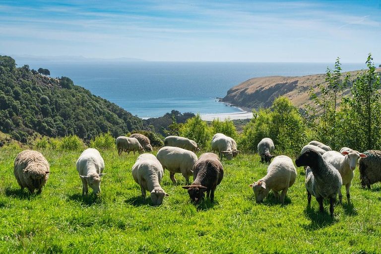 Photo of property in 293 Heyward Point Road, Heyward Point, Port Chalmers, 9081