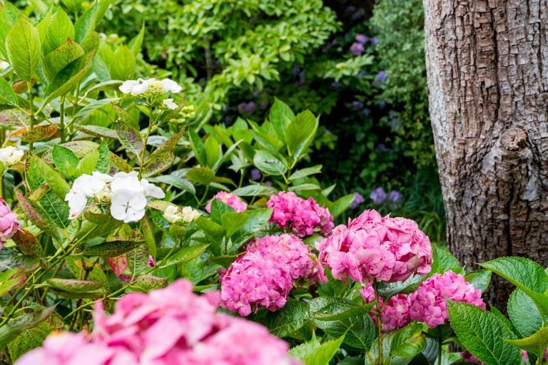 Photo of property in 61 Cannington Road, Maori Hill, Dunedin, 9010