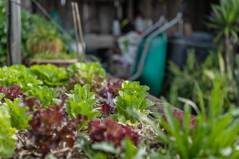 Photo of property in 18 Temuri Place, Glendene, Auckland, 0602