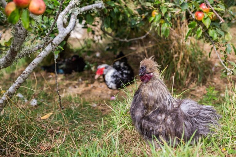 Photo of property in 1153 Paekakariki Hill Road, Paekakariki Hill, Porirua, 5381
