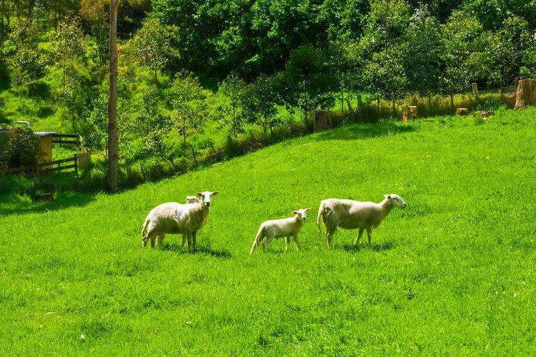 Photo of property in 340d Ngarara Road, Waikanae, 5391