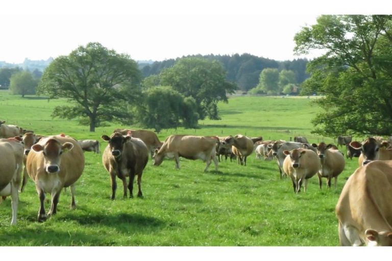 Photo of property in 2310 Cambridge Road, Te Awamutu, 3879