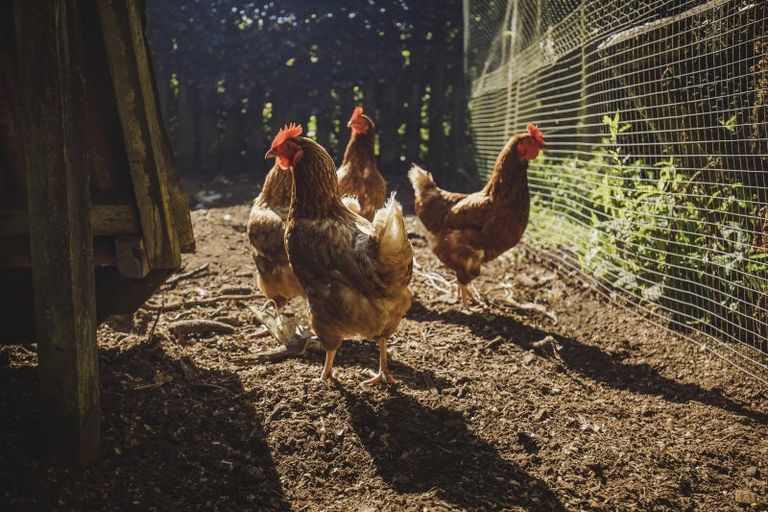 Photo of property in 195 Dudley Road Upper, Inglewood, 4386