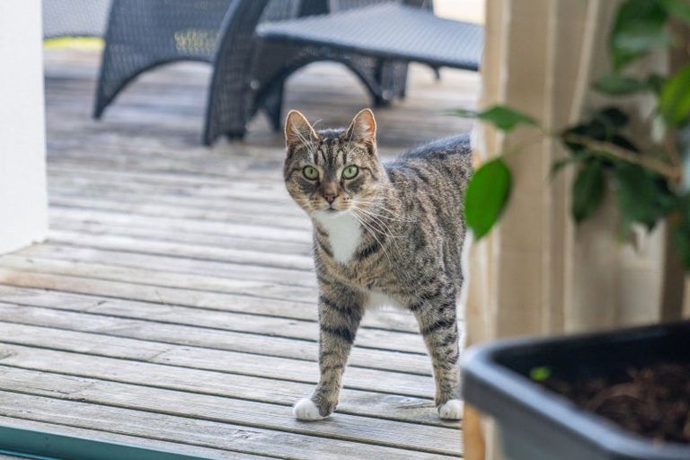 Photo of property in 13 Cooks Lookout, Whitianga, 3510