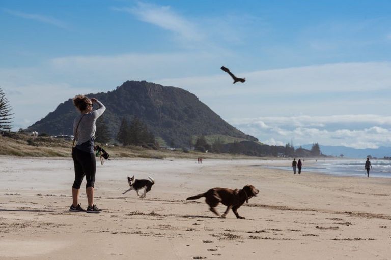 Photo of property in Paramount Apartments, 21/281 Maunganui Road, Mount Maunganui, 3116