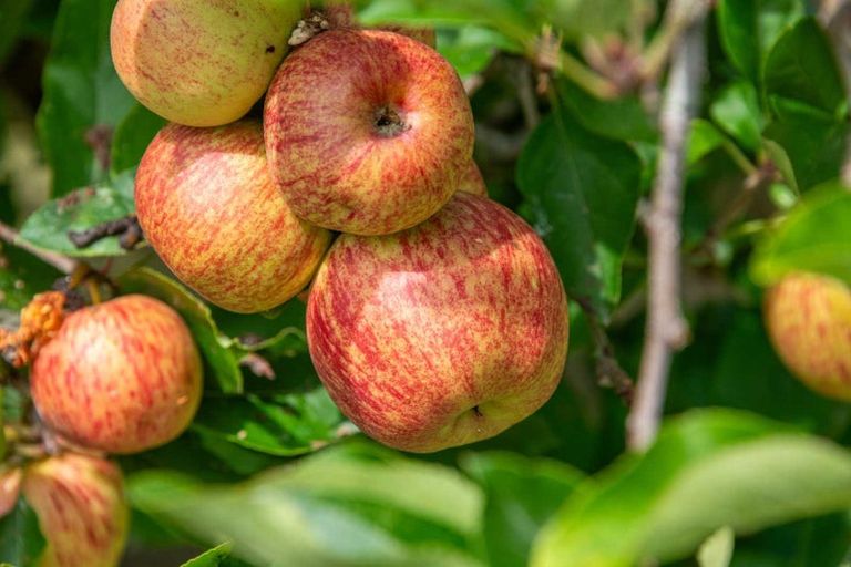 Photo of property in 18 Glengarry Avenue, Manly, Whangaparaoa, 0930