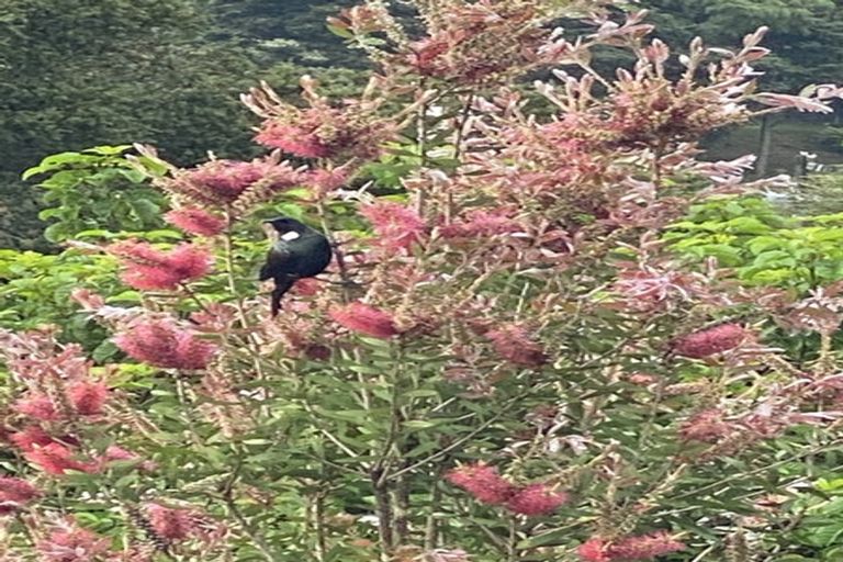 Photo of property in 31 Melody Lane, Horahora, Whangarei, 0110