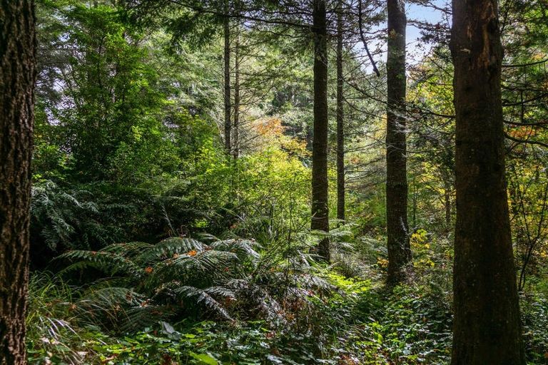 Photo of property in 6339 Matawai Road, Matawai, 4075