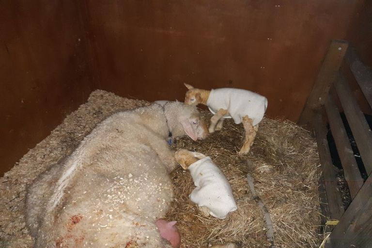 Photo of property in 23 Rameka Creek Road, Motupipi, Takaka, 7183