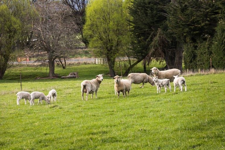 Photo of property in 309 Gladstone Road North, Mosgiel, 9092