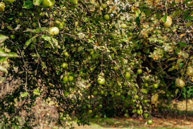 Photo of property in 8 Roches Lane, Athol, 9793