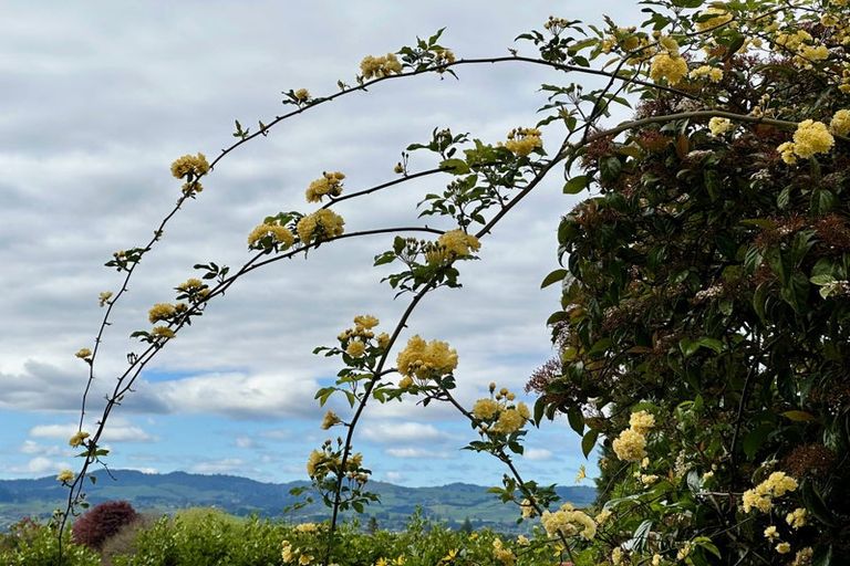 Photo of property in 172 Waihi Road, Judea, Tauranga, 3110