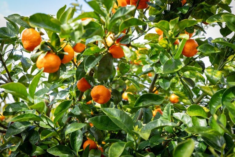 Photo of property in 7 Sardinia Rise, Bethlehem, Tauranga, 3110